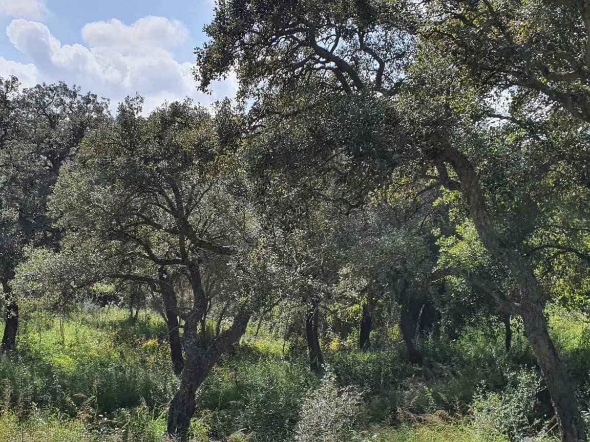 Terrain à Bâtir à vendre à Sotogrande - 1 000 000 € (Ref: 10002211)