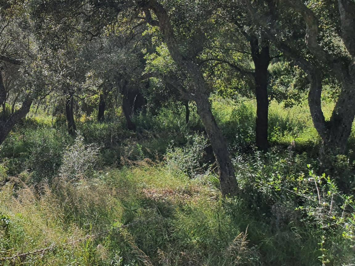 Terrain à Bâtir à vendre à Sotogrande - 1 000 000 € (Ref: 10002211)
