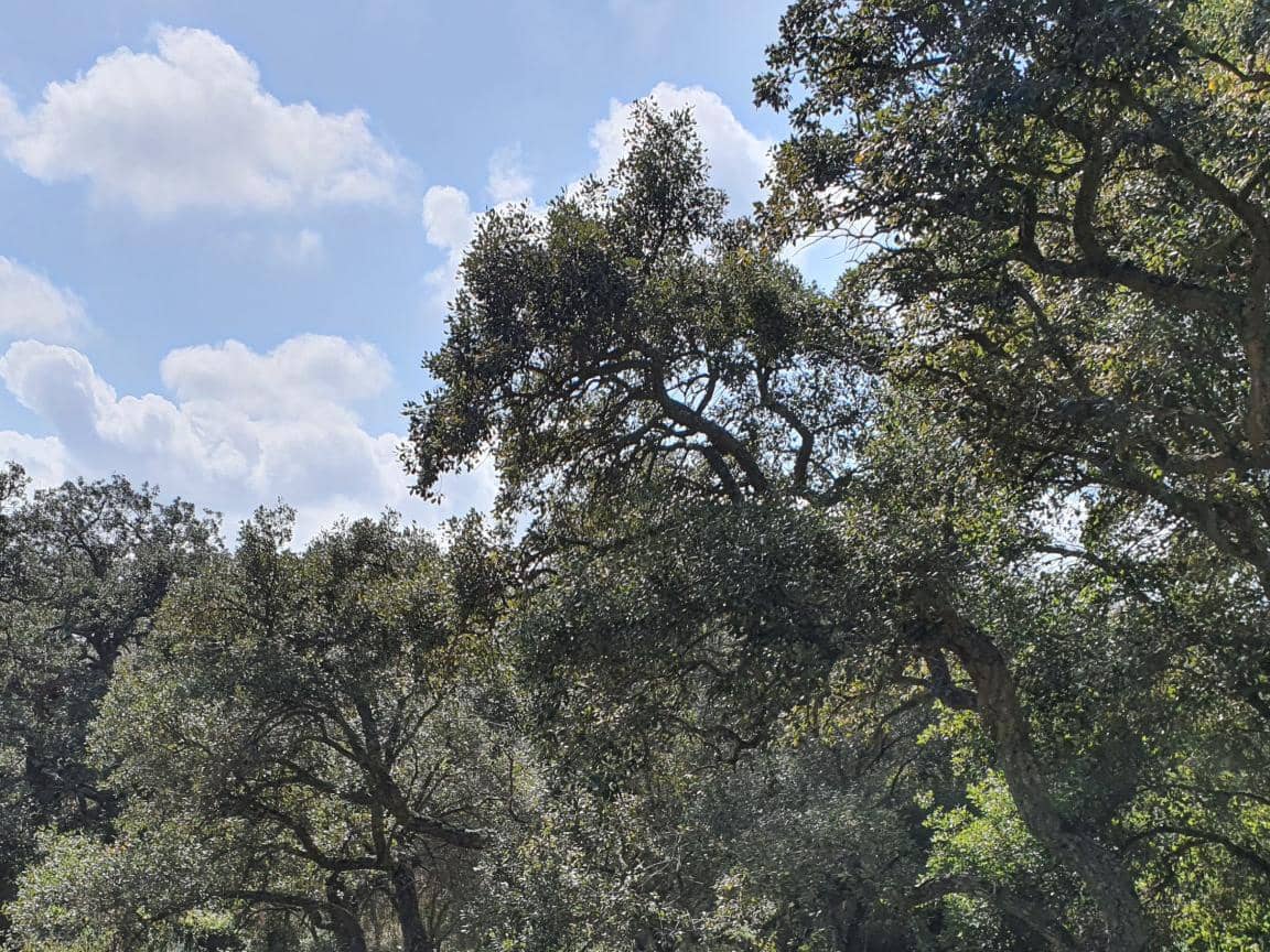 Terrain à Bâtir à vendre à Sotogrande - 1 000 000 € (Ref: 10002211)