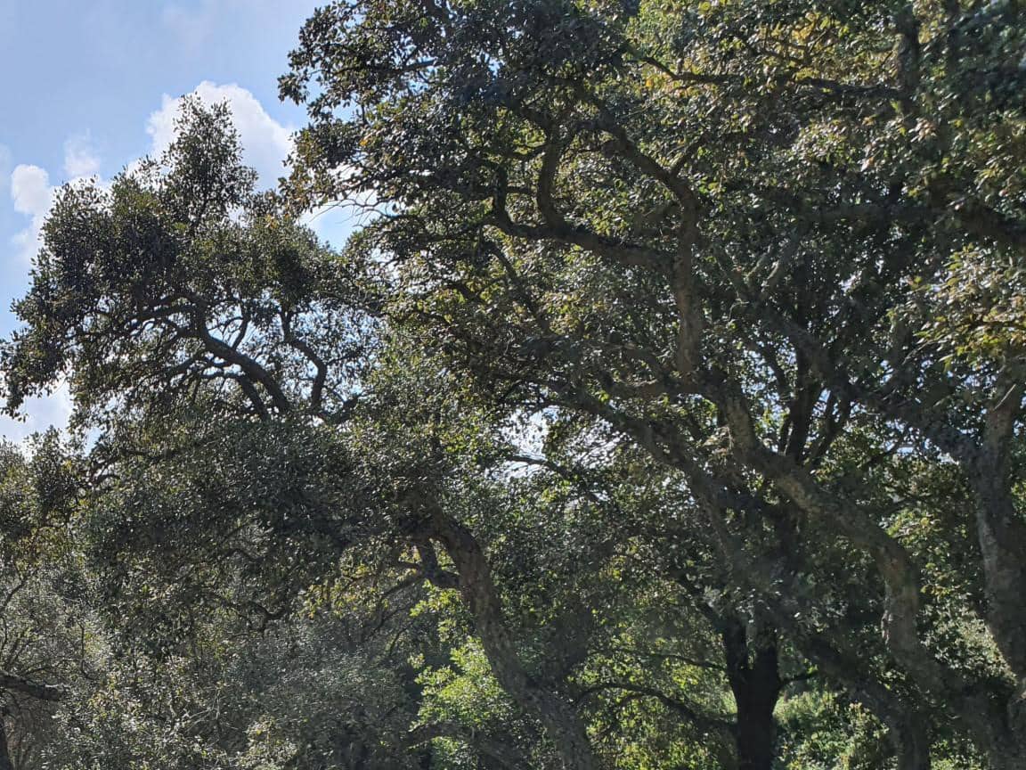 Terrain à Bâtir à vendre à Sotogrande - 1 000 000 € (Ref: 10002211)