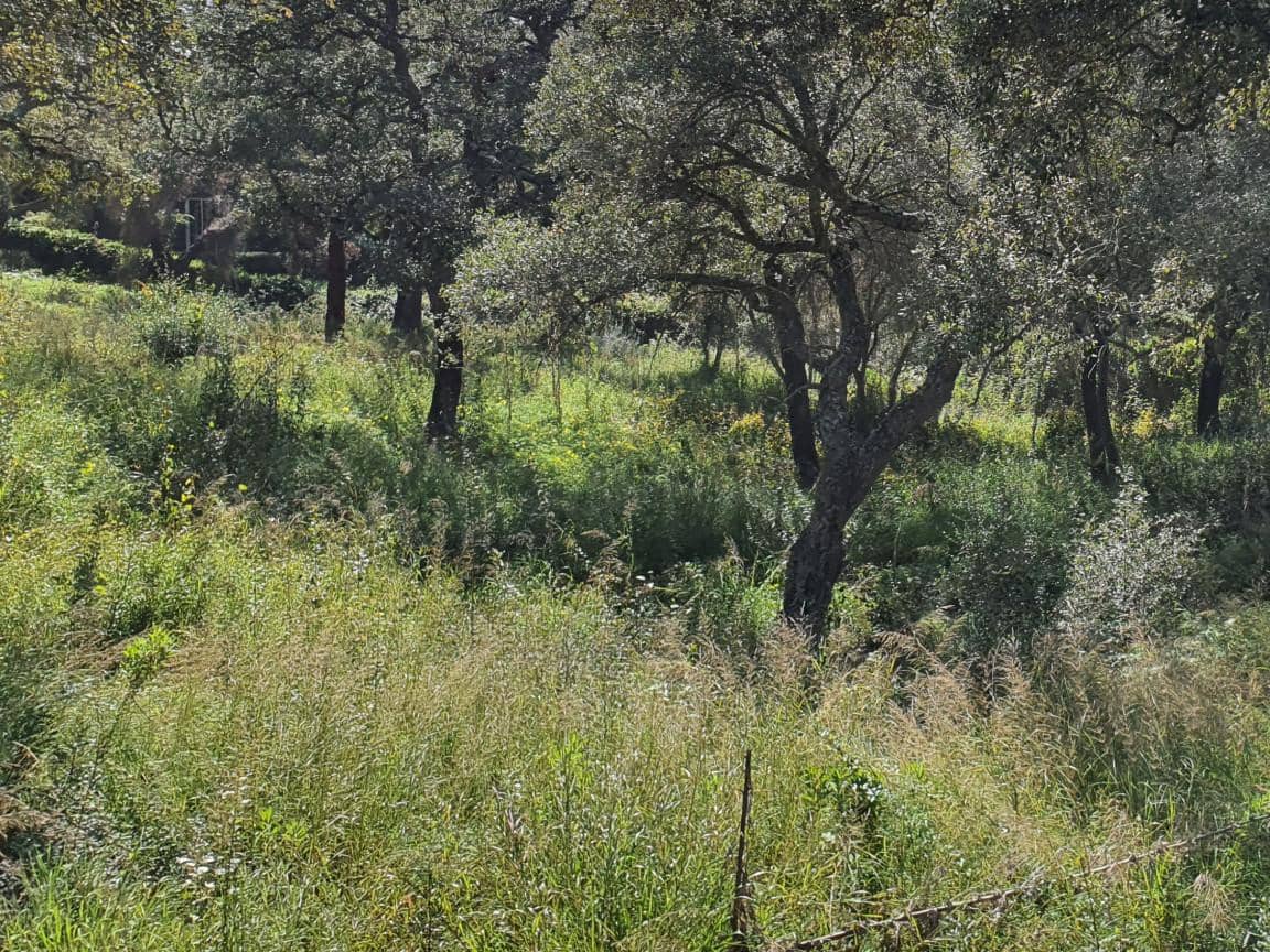 Terrain à Bâtir à vendre à Sotogrande - 1 000 000 € (Ref: 10002211)