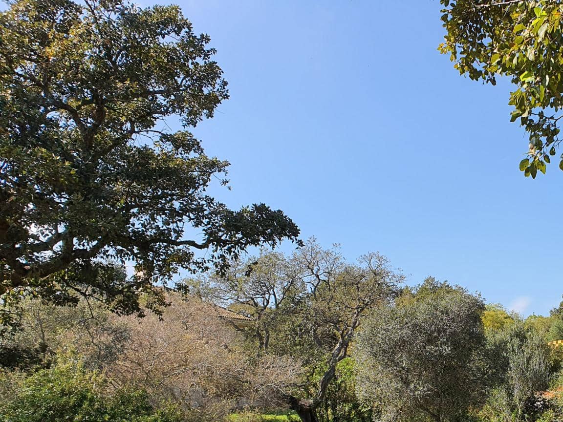 Terrain à Bâtir à vendre à Sotogrande - 1 000 000 € (Ref: 10002211)