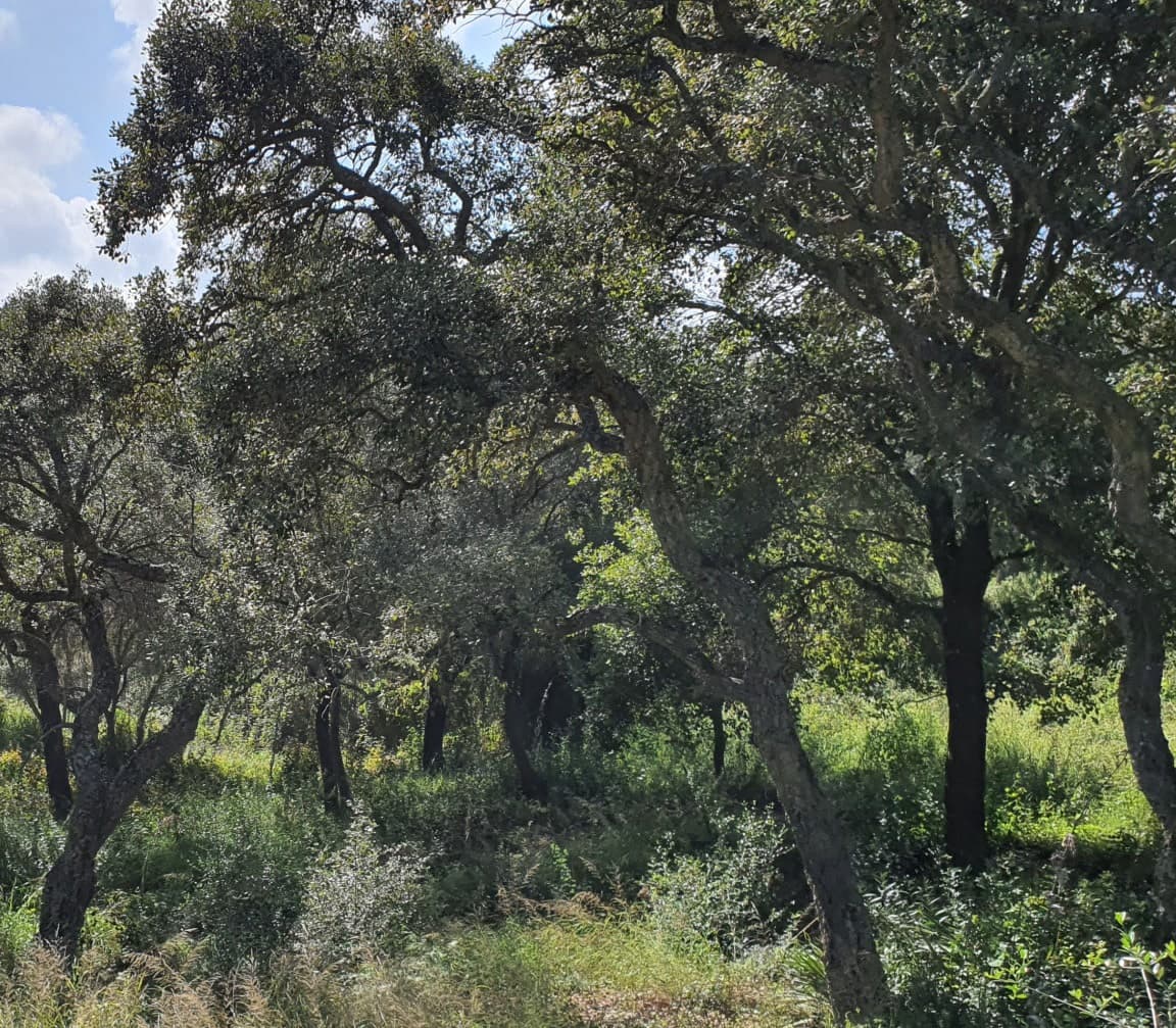 Solar/Parcela en Sotogrande en venta - 1.000.000 € (Ref: 10066123)
