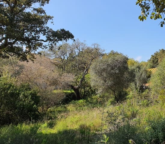 Bouwgrond te koop in Sotogrande, San Roque - € 1.000.000 (Ref: 10066123)