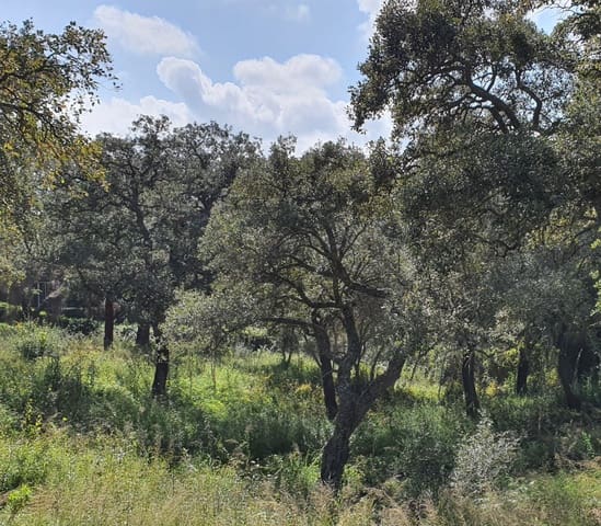 Bouwgrond te koop in Sotogrande, San Roque - € 1.000.000 (Ref: 10066123)