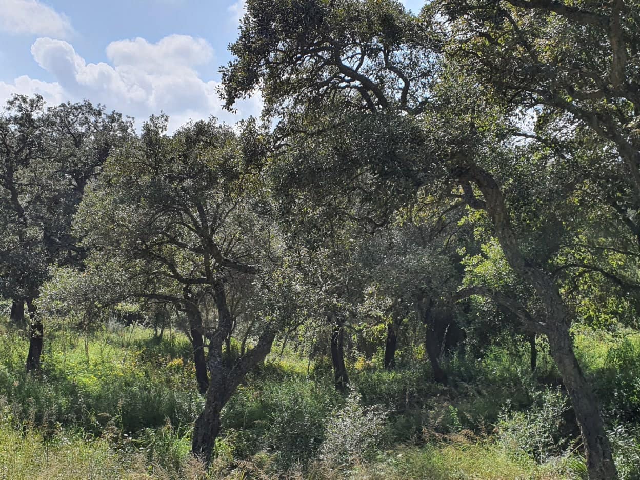 Solar/Parcela en Sotogrande en venta - 1.000.000 € (Ref: 10066123)