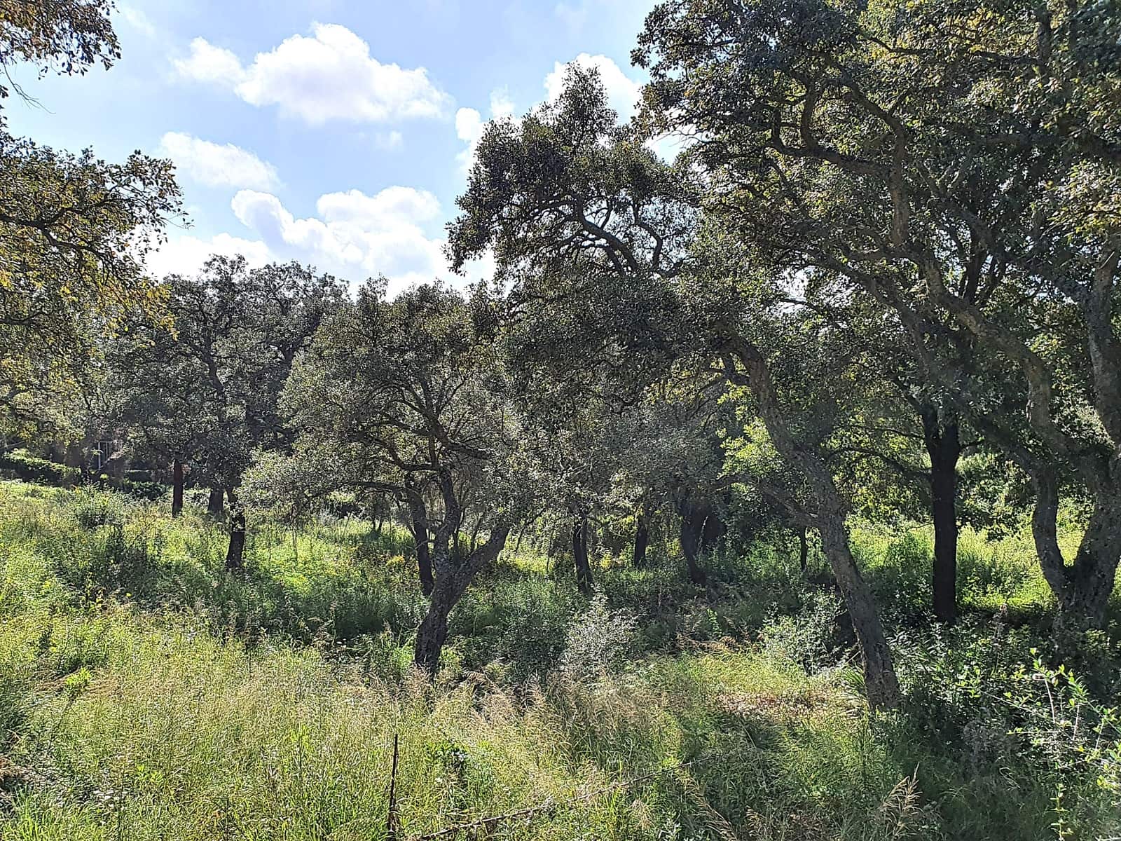 Solar/Parcela en Sotogrande en venta - 1.000.000 € (Ref: 10066123)