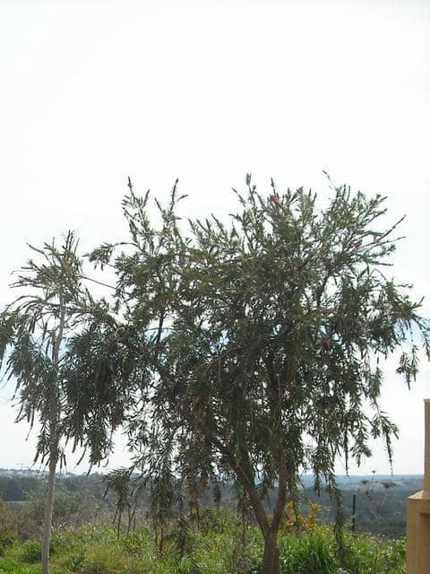 Terreno para Construção para venda em Sotogrande - 685 000 € (Ref: 9405641)