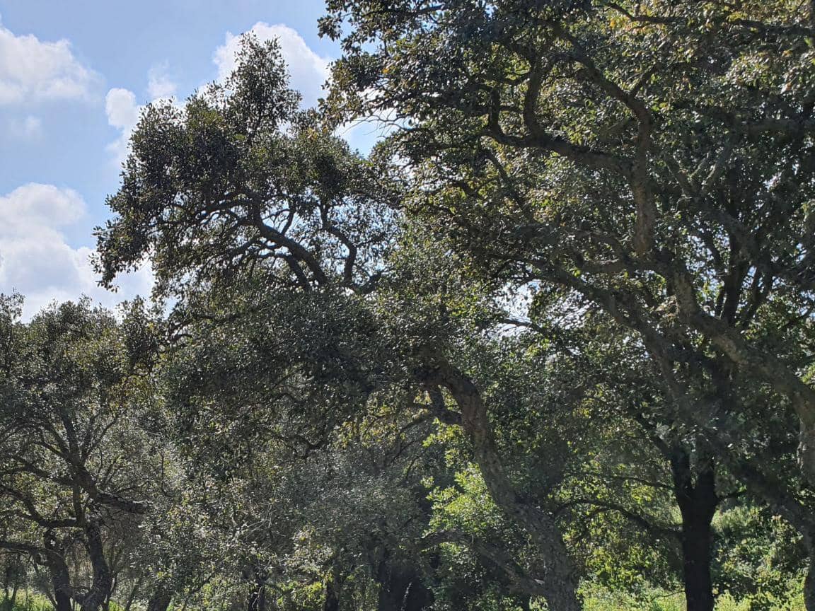 Terreno para Construção para venda em Sotogrande - 725 000 € (Ref: 9405643)