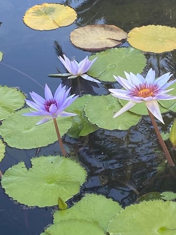 3 chambre Villa/Maison à vendre à Marbella avec piscine garage - 2 950 000 € (Ref: 9447923)