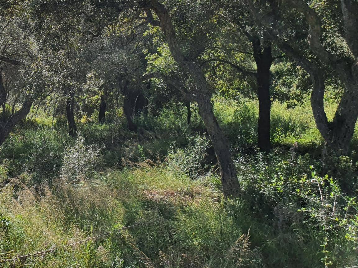 Bouwgrond te koop in Sotogrande - € 725.000 (Ref: 9448319)