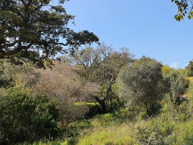 Area Edificabile in vendita in Sotogrande, San Roque - 725.000 € (Rif: 9448319)