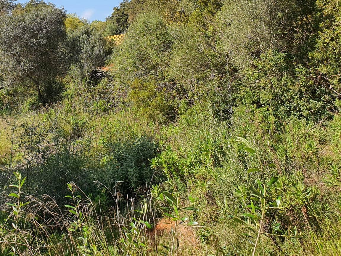 Działka budowlana na sprzedaż w Sotogrande - 725 000 € (Ref: 9726005)