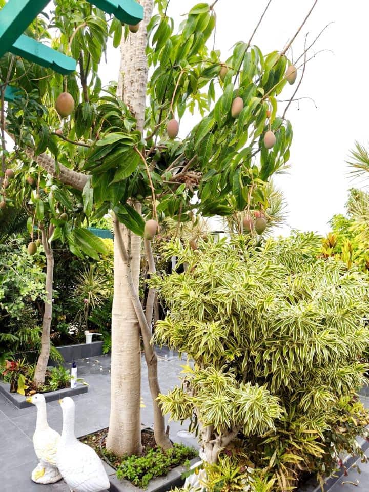 1 sovrum Bungalow att hyra i Maspalomas med pool - 1 500 € (Ref: 8633794)