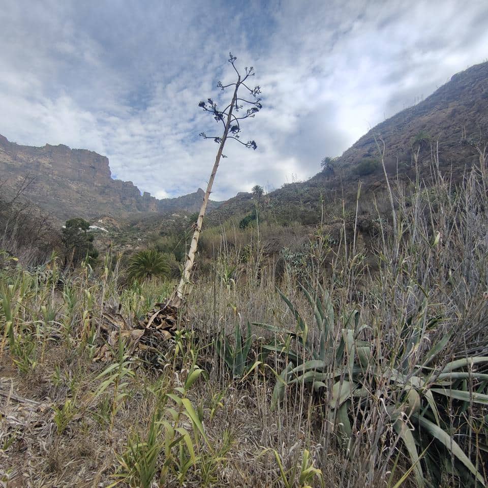 Ubebygd land til salgs i San Bartolome de Tirajana - € 60 000 (Ref: 8670721)