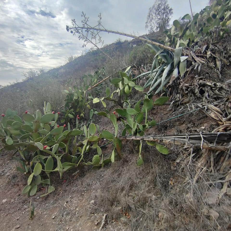 Ubebygd land til salgs i San Bartolome de Tirajana - € 60 000 (Ref: 8670721)