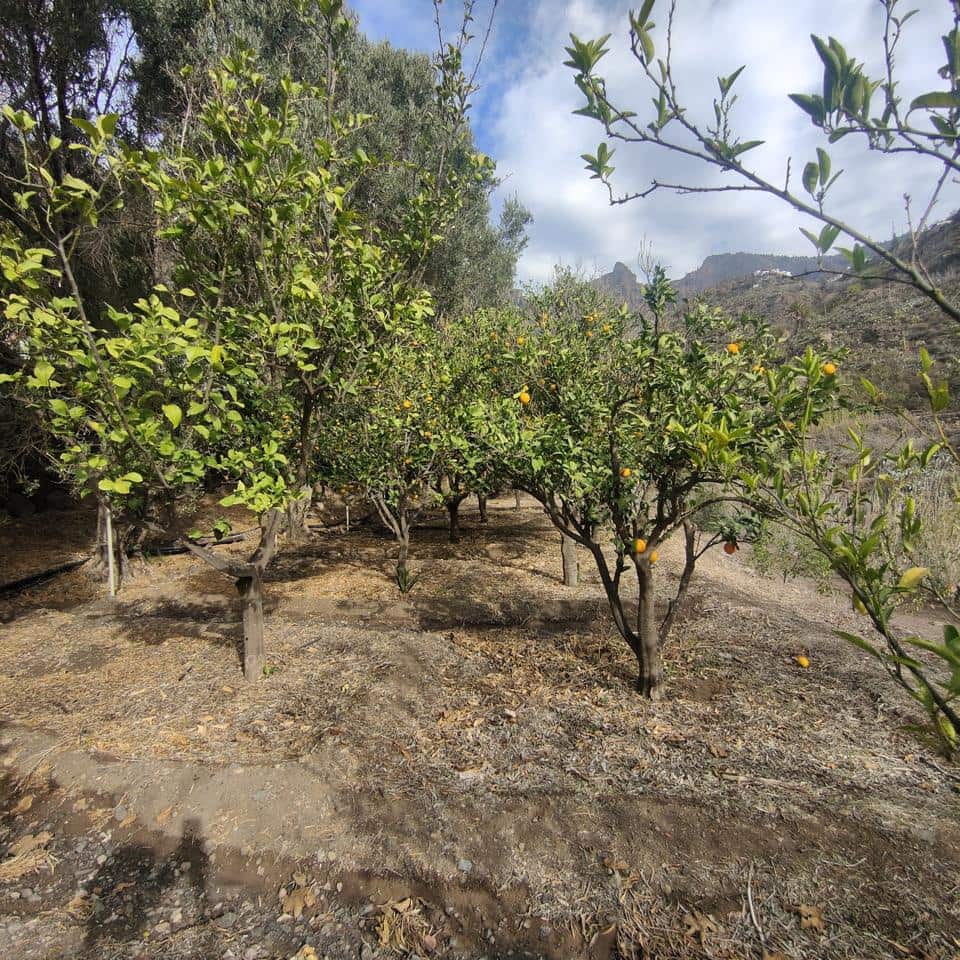 Ubebygd land til salgs i San Bartolome de Tirajana - € 60 000 (Ref: 8670721)