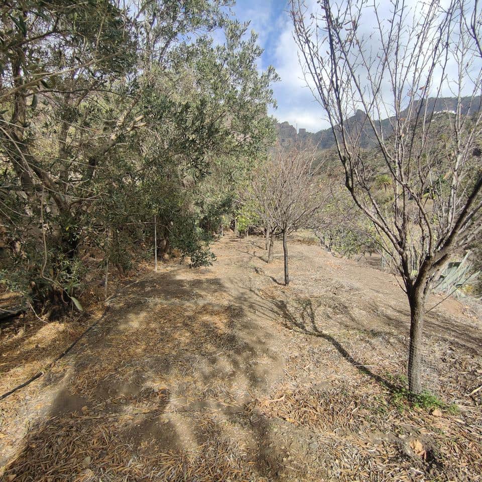 Ubebygd land til salgs i San Bartolome de Tirajana - € 60 000 (Ref: 8670721)