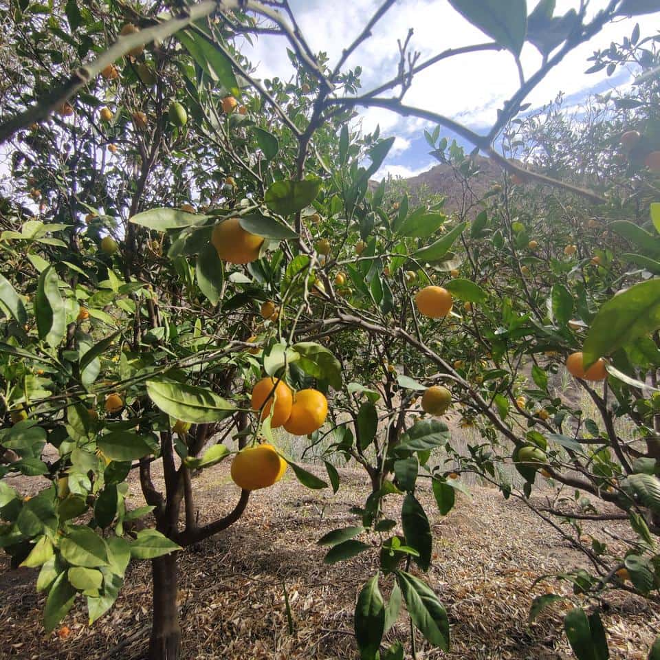 Ubebygd land til salgs i San Bartolome de Tirajana - € 60 000 (Ref: 8670721)