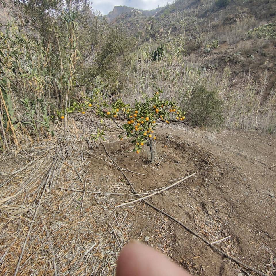 Ubebygd land til salgs i San Bartolome de Tirajana - € 60 000 (Ref: 8670721)