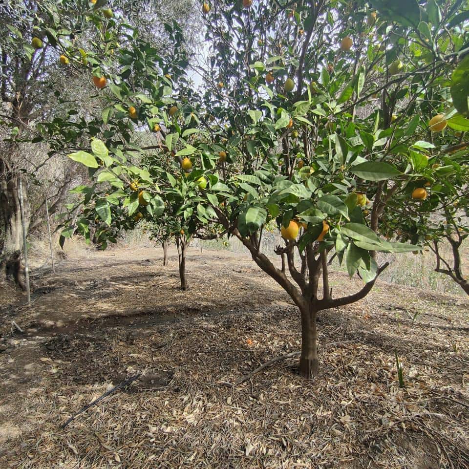 Ubebygd land til salgs i San Bartolome de Tirajana - € 60 000 (Ref: 8670721)