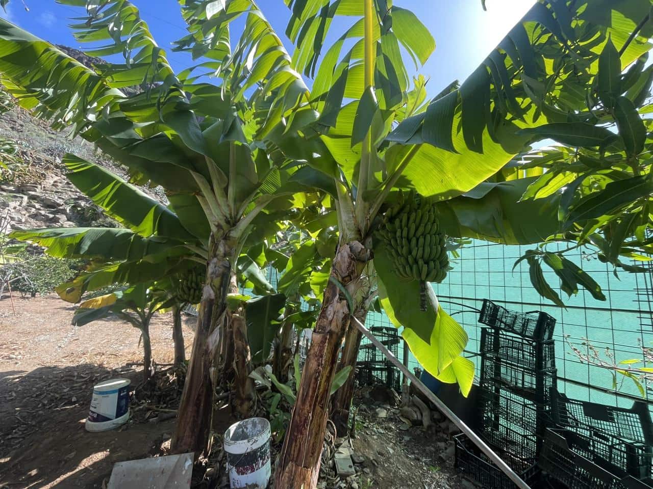 Grunde uden byggetilladelser til salg i San Bartolome de Tirajana - € 120.000 (Ref: 8782281)