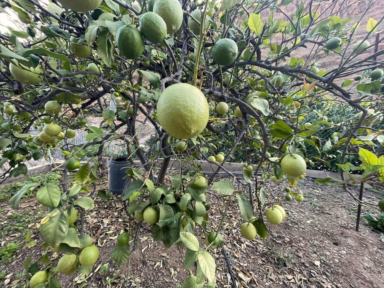 Grunde uden byggetilladelser til salg i San Bartolome de Tirajana - € 120.000 (Ref: 8782281)