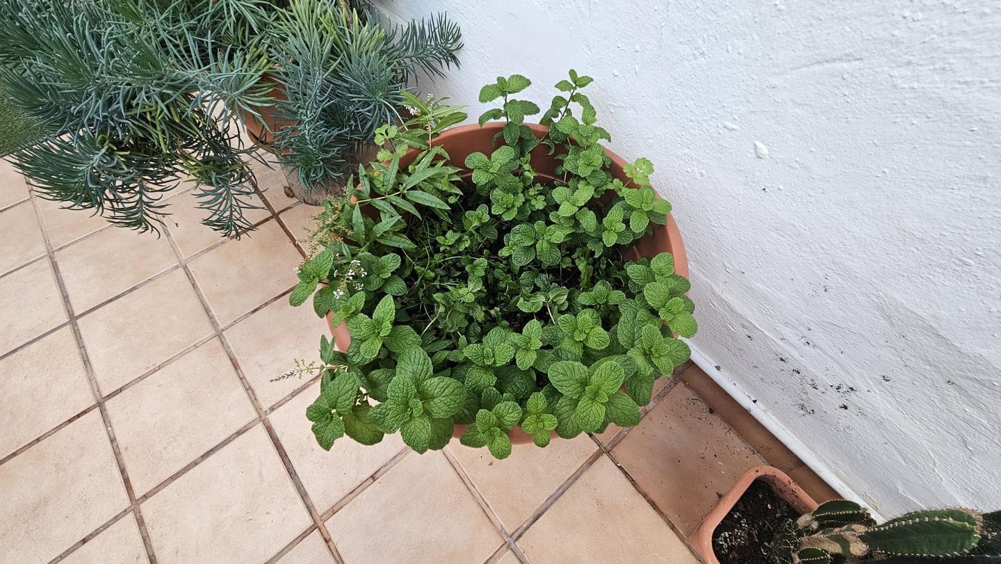 2 bedroom Flat for rent in Sonneland with pool garage - € 1,250 (Ref: 8971206)