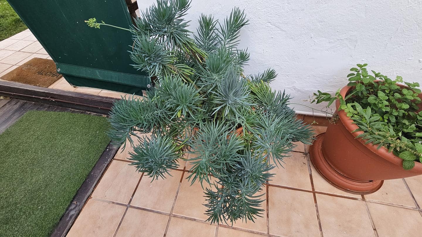 2 bedroom Flat for rent in Sonneland with pool garage - € 1,250 (Ref: 8971206)