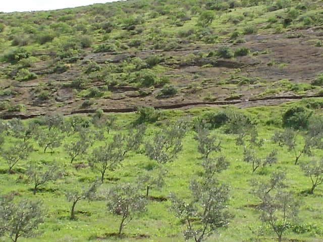 2 sypialnia Finka/Dom wiejski na sprzedaż w Telde - 220 000 € (Ref: 9339181)