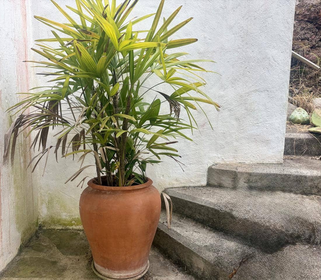 1 slaapkamer Villa te huur in Firgas met garage - € 1.000 (Ref: 9997713)