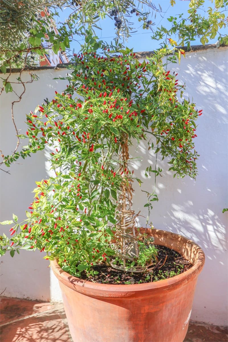 2 slaapkamer Villa te koop in Almunecar - € 330.000 (Ref: 9357682)