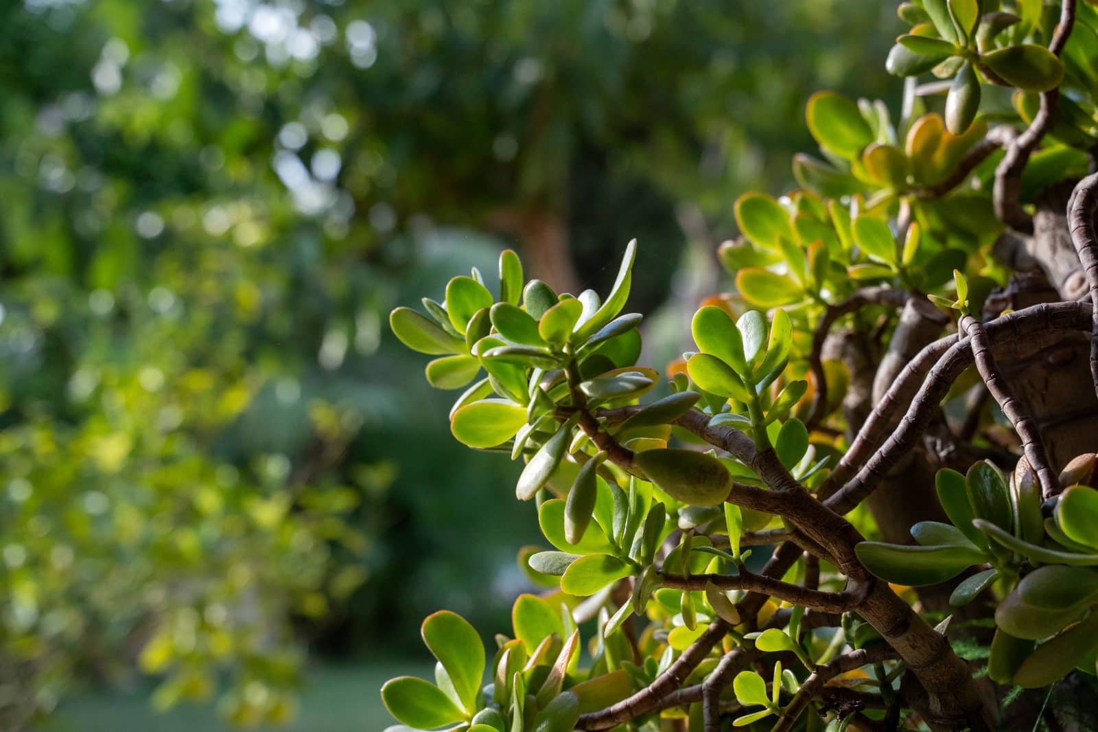 8 sypialnia Willa na sprzedaż w Miasto Alicante / Alacant - 1 950 000 € (Ref: 8661718)