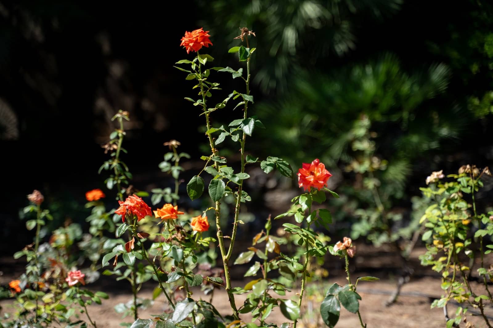 7 soveværelse Villa til salg i Alcoy / Alcoi - € 2.120.000 (Ref: 8661719)