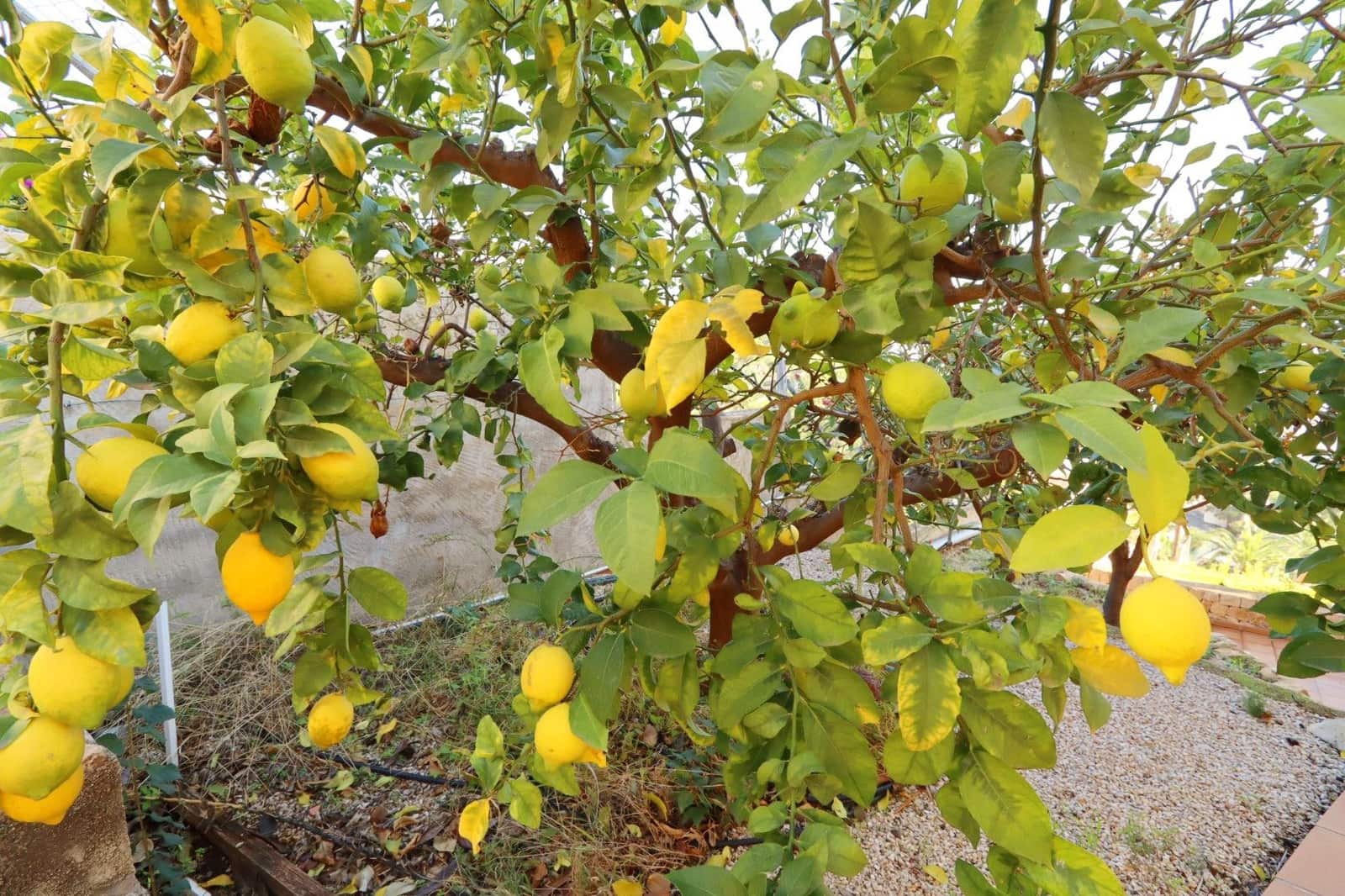 5 bedroom Villa for sale in Altea with garage - € 2,000,000 (Ref: 8681727)