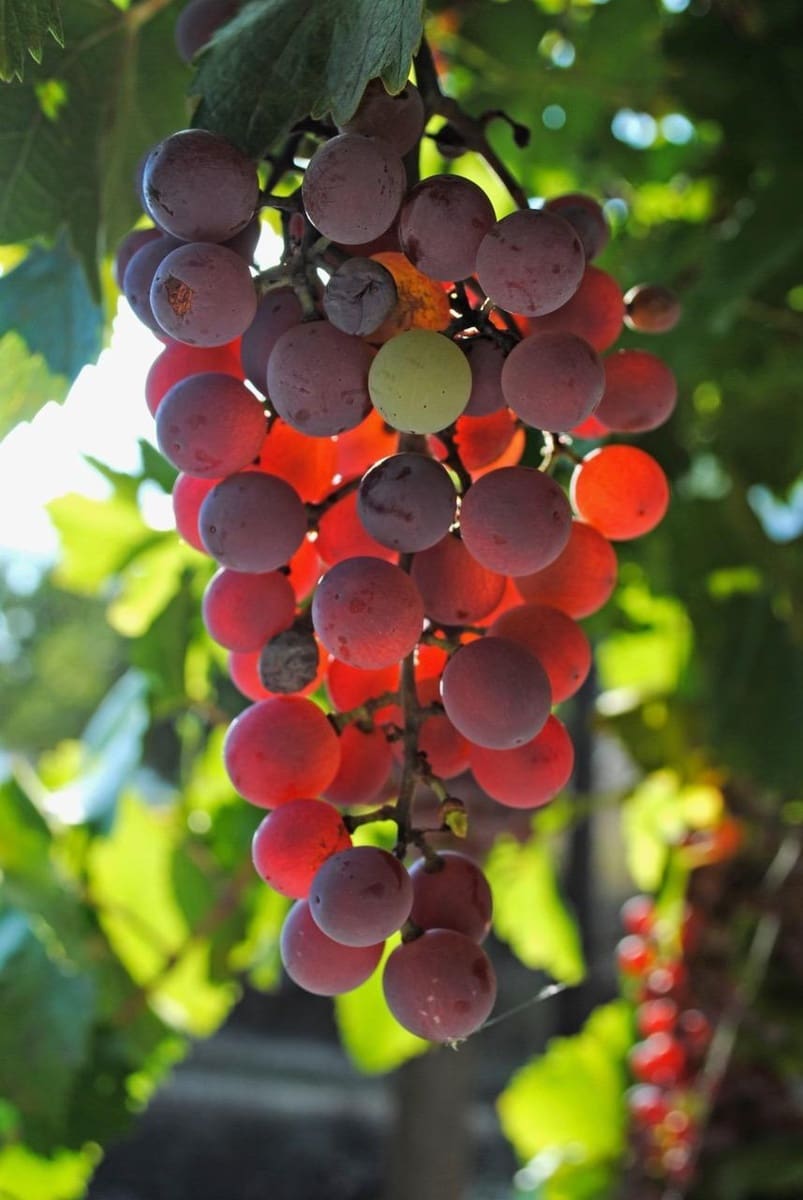 5 soverom Finca/Herregård til salgs i Benimantell med garasje - € 249 000 (Ref: 8922786)