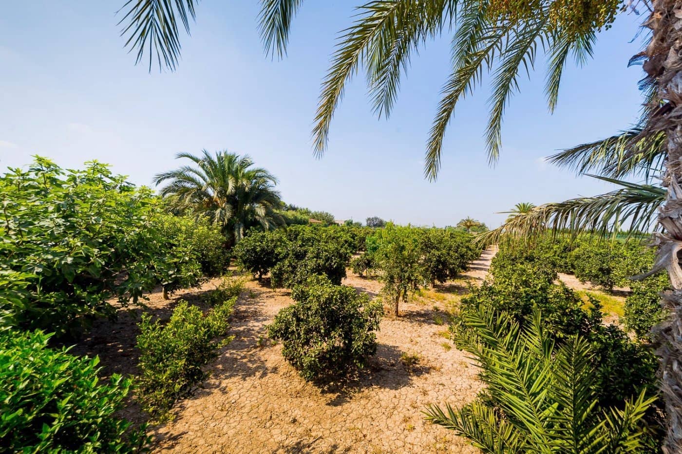 5 chambre Finca/Maison de Campagne à vendre à Almoradi avec piscine - 1 300 000 € (Ref: 8958173)