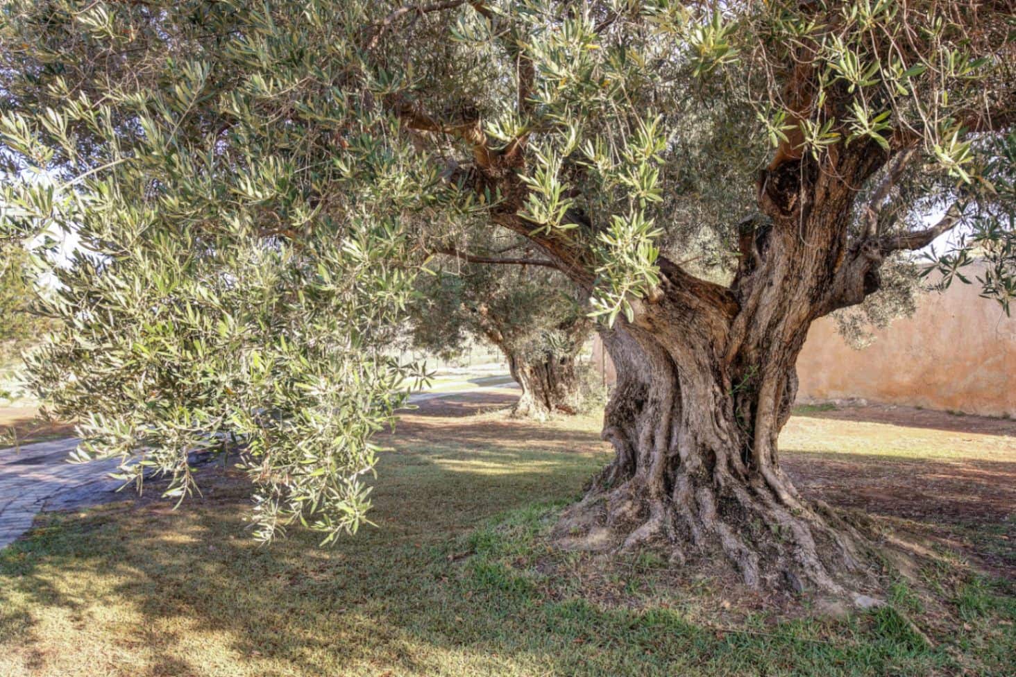 4 quarto Quinta/Casa Rural para venda em Moraira com garagem - 4 200 000 € (Ref: 9765876)