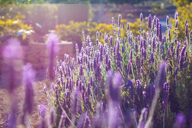 8 camera da letto Finca/Casa di Campagna in vendita in Benissa con piscina - 1.399.994 € (Rif: 9765995)