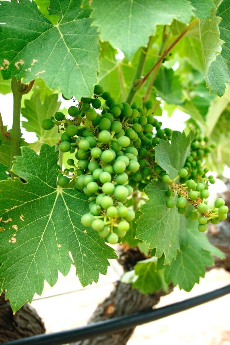 6 sypialnia Willa na sprzedaż w Yecla z basenem - 800 000 € (Ref: 9766440)