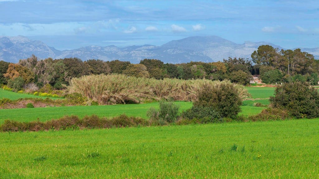 Grunde uden byggetilladelser til salg i Muro - € 700.000 (Ref: 7371885)