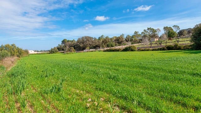 Mark till salu i Muro - 700 000 € (Ref: 7371885)