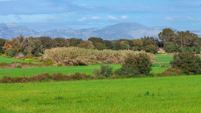 Mark till salu i Muro - 700 000 € (Ref: 7371885)