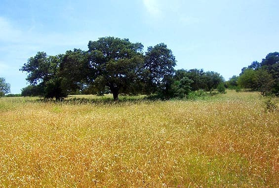 Mark till salu i Inca - 600 000 € (Ref: 7371895)