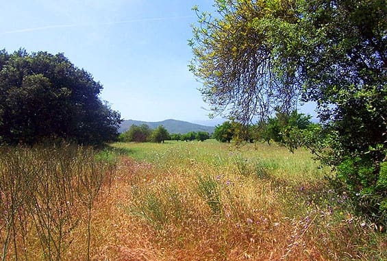 Mark till salu i Inca - 600 000 € (Ref: 7371895)