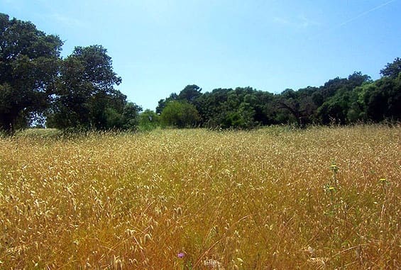 Mark till salu i Inca - 600 000 € (Ref: 7371895)