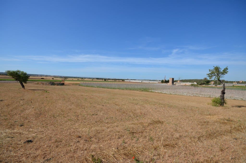 5 sypialnia Finka/Dom wiejski na sprzedaż w Palma de Mallorca - 2 665 000 € (Ref: 7371901)