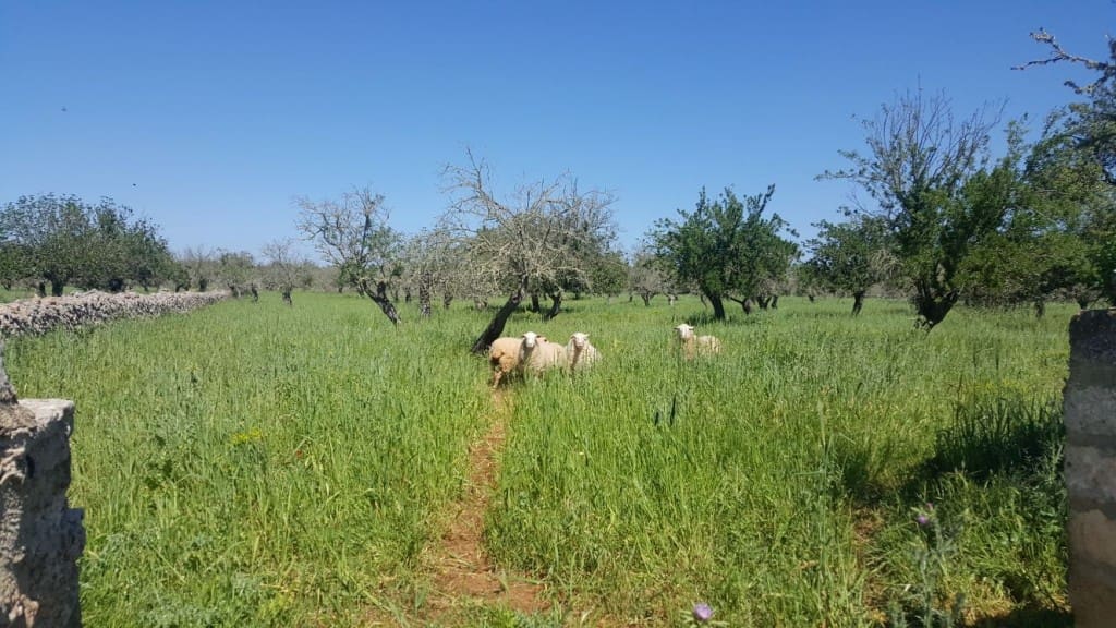 Finca/Country House for sale in Maria de la Salud / Maria de la Salut - € 560,000 (Ref: 7371909)