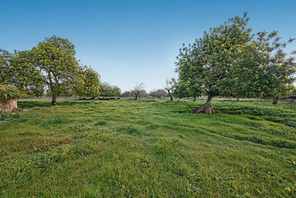 Finca/Country House for sale in Maria de la Salud / Maria de la Salut - € 560,000 (Ref: 7371909)