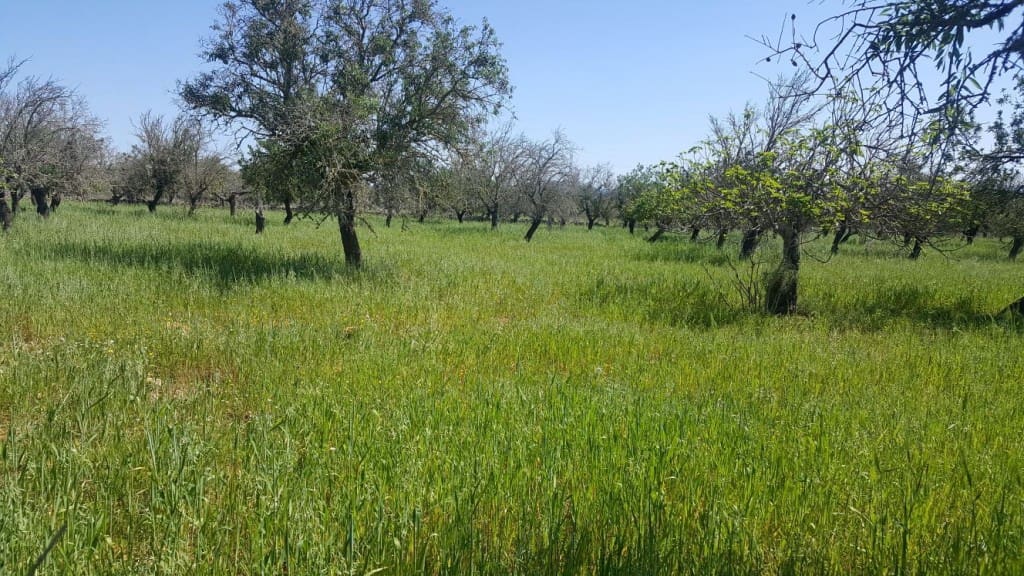 Finca/Country House for sale in Maria de la Salud / Maria de la Salut - € 560,000 (Ref: 7371909)